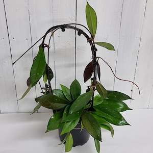 Hoya Carnosa - beautiful establised Hoya indoor Houseplant- complete with archway