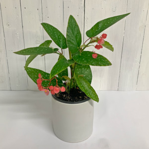 Begonia Maculata (Angel Wing) in Ceramic Pot