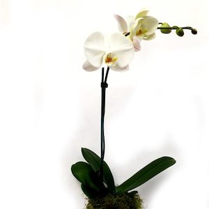 Phalaenopsis Orchid - Crisp White