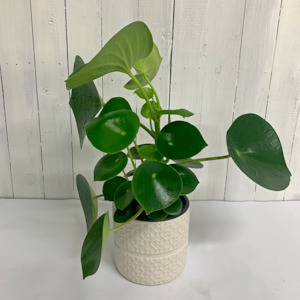 Florist: Peperomia Polybotrya in Ceramic Pot