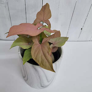 Syngonium Maya Red- * dusty soft pink leaves *