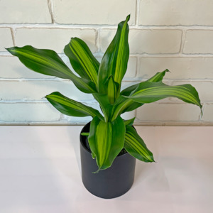 Dracaena Goldcord  in Ceramic Pot