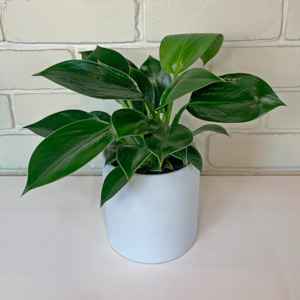 Philodendron Green Princess in Ceramic Pot