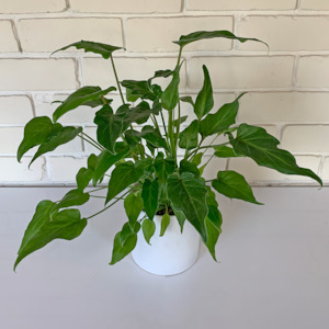 Philodendron Xanadu in Ceramic Pot