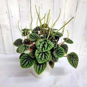 Green Peperomia Caperata in Ceramic Pot