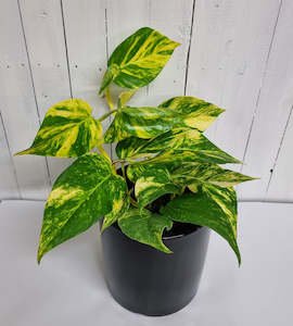 Golden Pothos