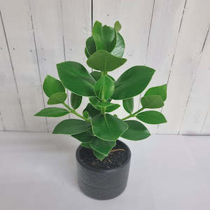 Clusia Rosea Princess in ceramic pot