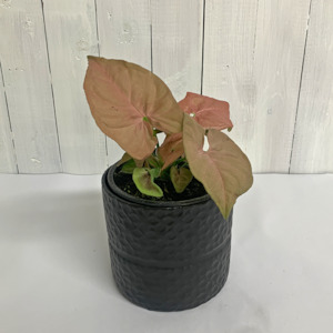 Syngonium  Neon Pink - beautiful dusty pink leaves