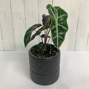 Alocasia Dwarf Amazonica (Elephant Ear)