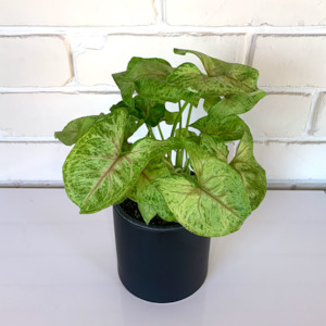 Florist: Syngonium (Golden Allusion) Lush established Plant