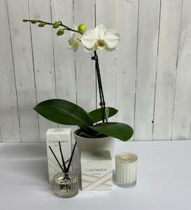 Classic white Phalaenopsis Orchid with Ecoya Celebration Candle and Diffuser