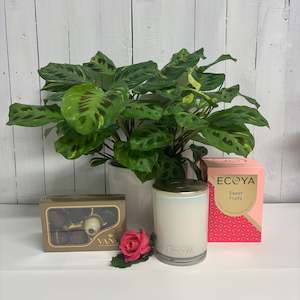 Beautiful large Maranta Leuconeura Variegated with ECOYA candle and Van H Chocolates