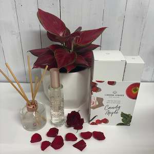 Stunning Red Valentine Aglaonema & Candy Apple Fragrance Duo Set