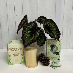 Plant lovers bundle - Gorgeous Begonia Fireworks plant, Fresh Pine Ecoya Candle …