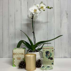 Florist: Lovely Seasonal Bundle - Classic White Orchid Plant, Fresh Pine Ecoya Candle and Bennetto After Dinner Mints