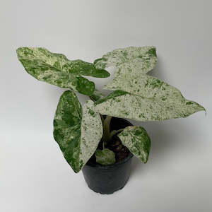 Alocasia Odora Batik Variegated - NEW RELEASE