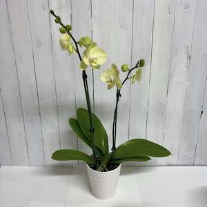 Beautiful lemon double stem Phalaenopsis Orchid in classic white ceramic pot