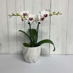 Super cute, long flowering Mini Phalaenopsis Orchid in Ceramic Pot