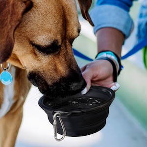 Business service: Silicone Collapsible Pet Bowl