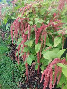 Amaranth Coral fountain** fresh tendrils *** bright coral