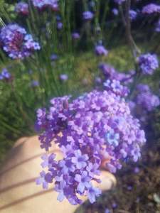 Verbena Bonariensis stems fresh**** 10 bunch Long stems** Great structure and colour