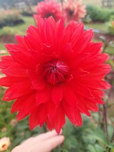 Red Dahlia stems *** 10 bunch -Fresh stems in a stunning Christmas Red **