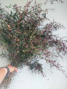 Leptospermum copper sheen foliage ** Copper tinged foliage***