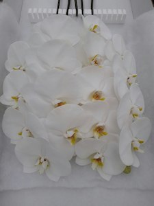 Phalaenopsis Stems * White AVAILABLE NOW