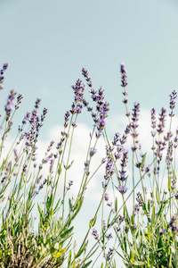 Lavender Dark Purple** Angustifolia** Long Spiked lavender** Hardy