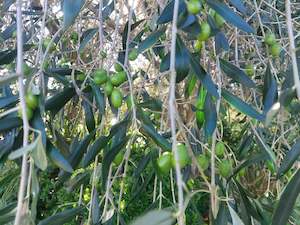 Olive Trees** 4L Pots***High Fruiting**Hardy****Great foliage***