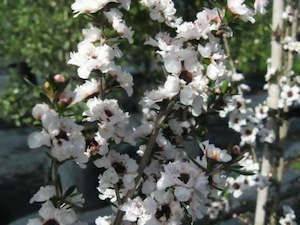 Leptospermum Princess Anne