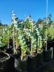 Silver Dollar Eucalyptus Plants- Great foliage-Hardy