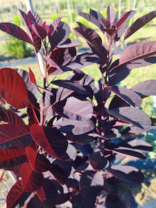 Mixed foliage (eucalyptus, smokebush, magnolia, leptospermum)