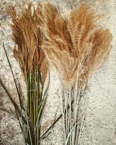 Miscanthus Sinesis * Natural * Bu 10 * 60+cm - Monday dispatch only