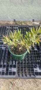 Protea Pink Ice Plants - 2 plants