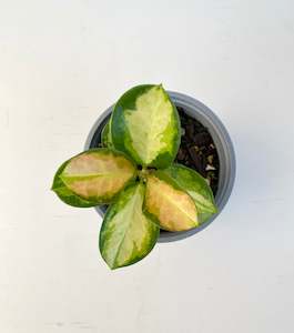 Internet only: Hoya Australis Lisa