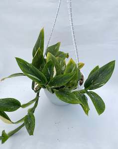 Monstera Standleyana Variegated