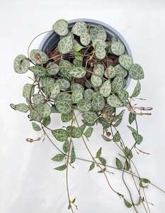 Internet only: Ceropegia linearis ssp. woodii 'String of Spades' 13cm