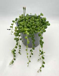 String of Pearls