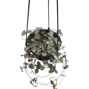 Chain of hearts, Ceropegia woodii, Rosary Vine 13cm Hanging Basket