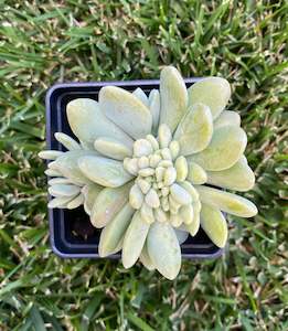 Graptoveria Supreme Crest