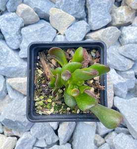 Crassula Ovata-Gollum Jade “Shrek’s ears”