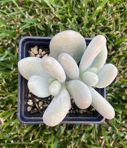 Pachyphytum Oviferum Moon Stone