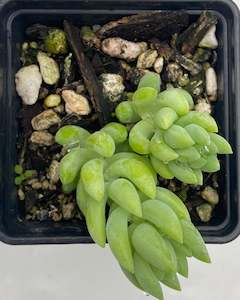 Donkey's Tail - Sedum morganianum