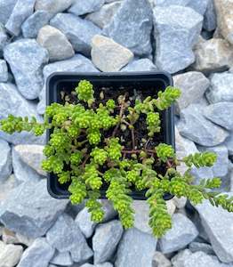 Sedum Acre - Gold Moss