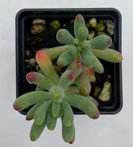 Jelly Beans (Sedum rubrotinctum)