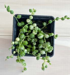 String of Pearls Variegated