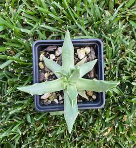 Tiger’s Jaw (Faucaria tigrina)