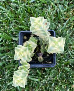 Crassula perforata (String of Buttons)