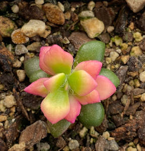 Anacampseros Telephiastrum Variegata "Sunrise"